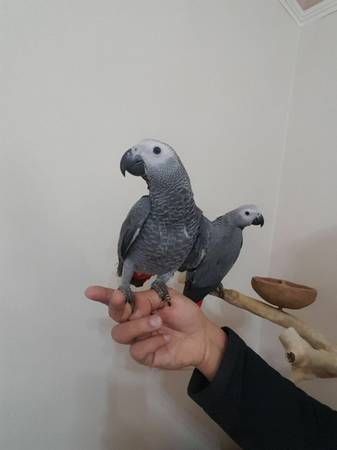 Lovely African Grey Parrots for sale(***) ***-***2