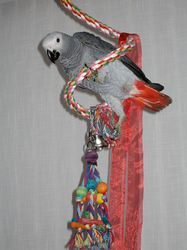 Zoh African Grey Parrots Available