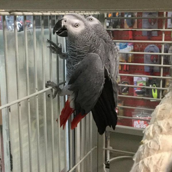 Hand Raised African Grey Parrots Ready For Re-homing