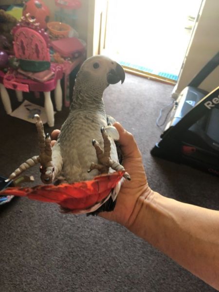 X Mas Congo African Grey Parrots For Families (***) ***-***3