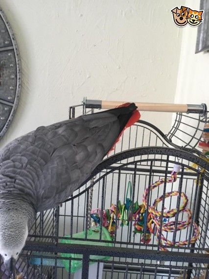 African grey parrot for sale