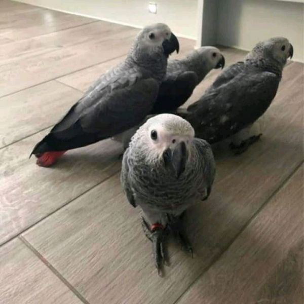 Adorable african grey