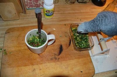 Female African Grey to a Good Home!