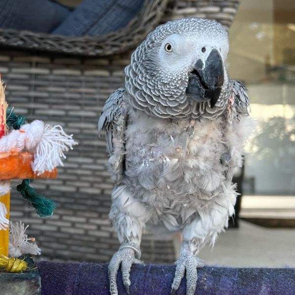 African grey parrots Text or WhatsApp at.... +1(5***) ***4-36***