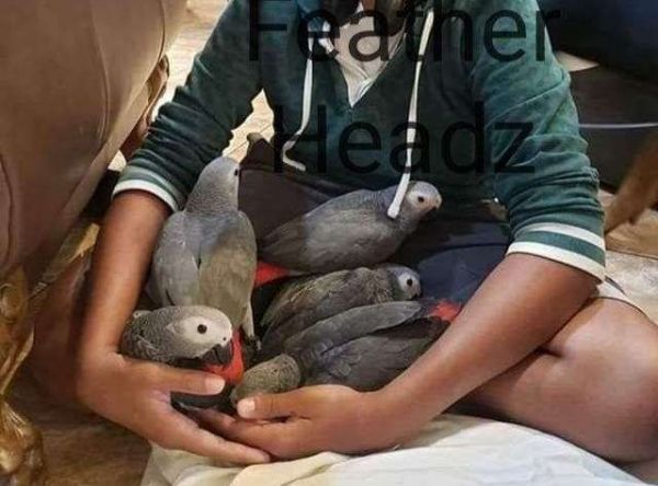 tame African grey babies