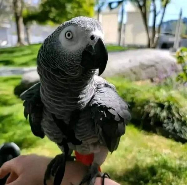 Healthy African grey parrots