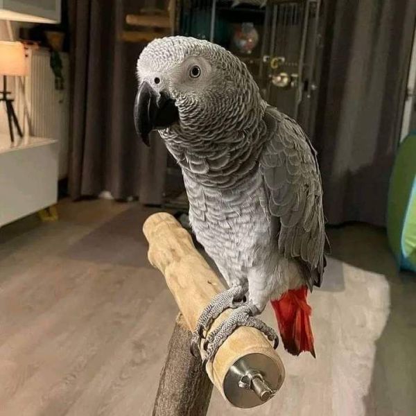 Beautiful African grey female