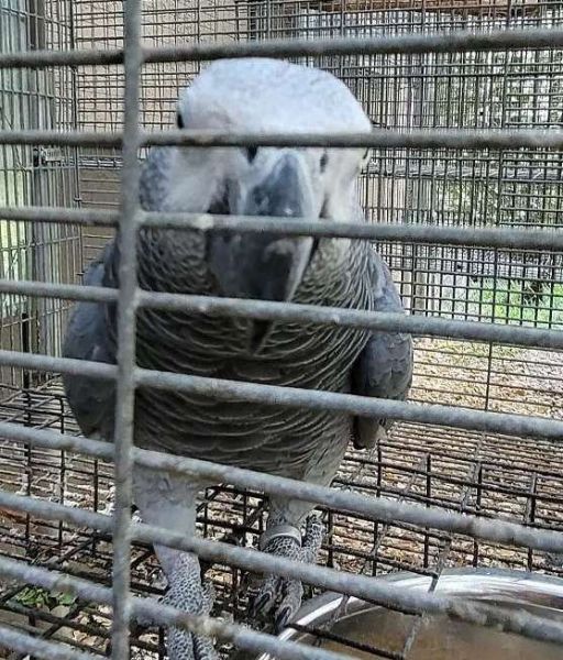 Mature African Grey Parrot