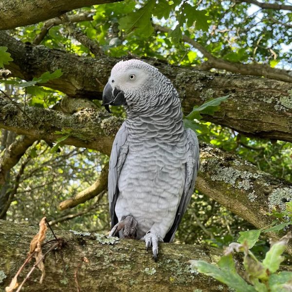 African grey parrot