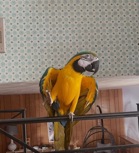 Angel Female Blue and Gold Macaw