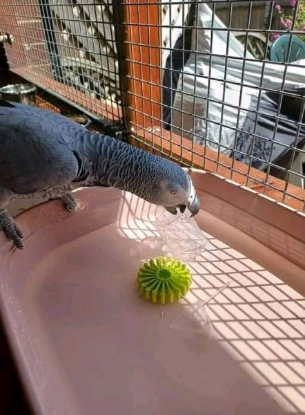 Baby male and female grey parrots available