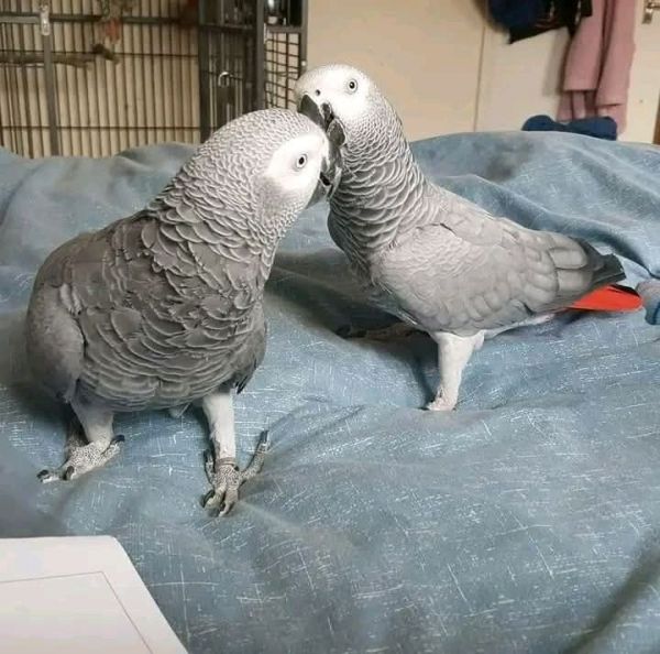 Talking grey parrots for adoption