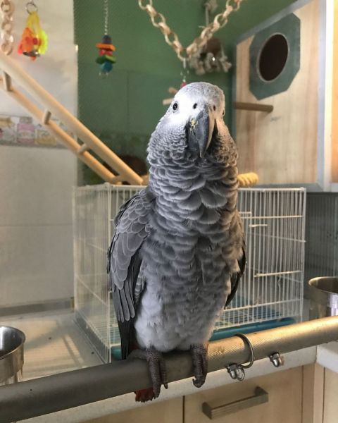 Hand raised African grey parrot