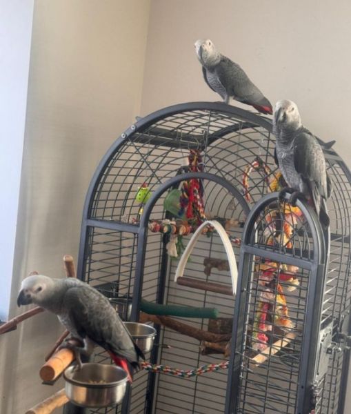 Male and female African Grey Parrots Available.l