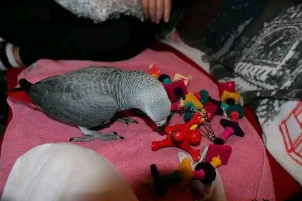 Talking Congo grey available for Christmass