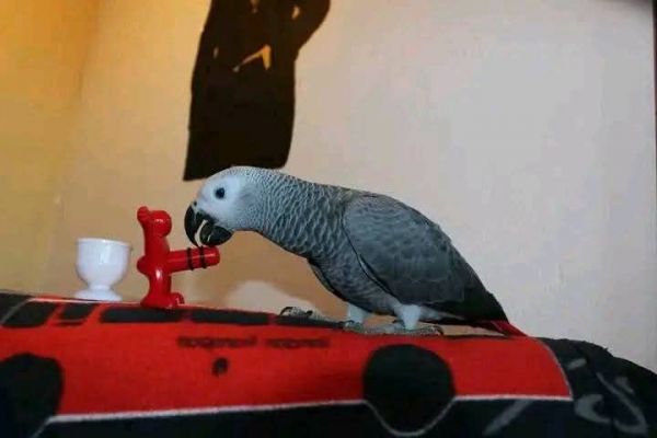 Talking male and female Congo grey parrots available for good homes
