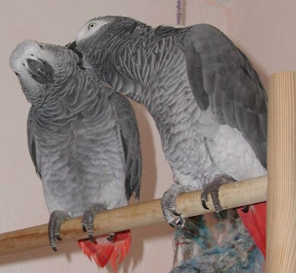Hand-Tamed African Grey Parrots for Sale – Excellent Talkers!”