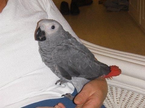 Dna Tested African Grey Parrots