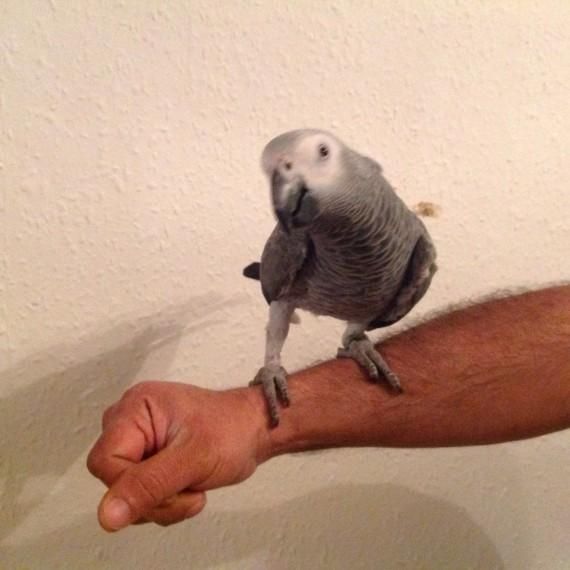 African Grey Parrot For Adoption