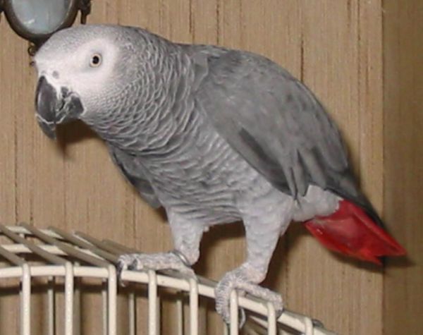 Congo African grey parrots