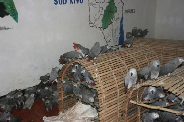 Two talking, healthy and lovely african grey parrot