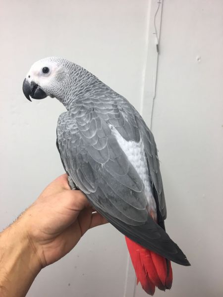 African Grey Parrot for Adoption