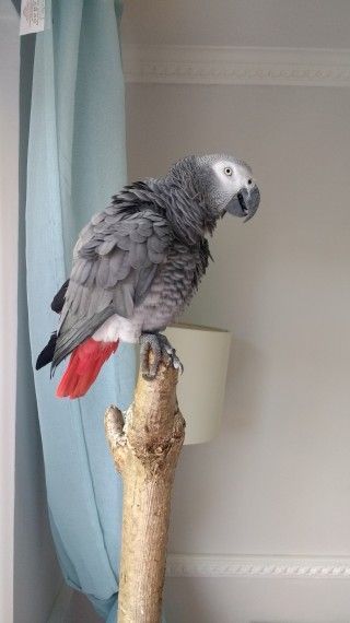 African Grey Parrot