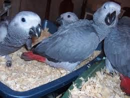 African Grey Parrots Sale now Text (***) ***-***9