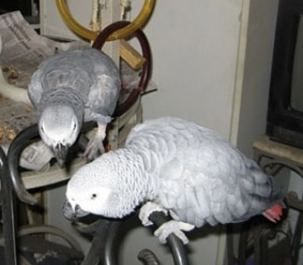 African Grey Parrots