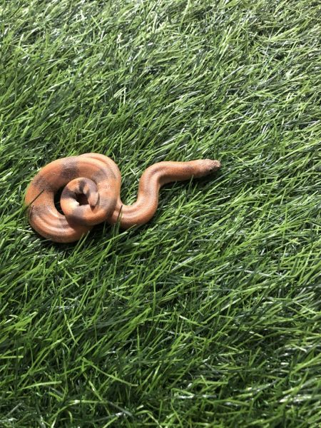 ajgar this is beautiful snake this is located in heavily forest aryas