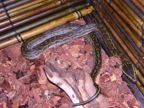 FOR SALE: AFRICAN ROCK PYTHON