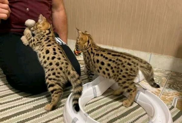 Lovely , Hand and Home raised , Well tamed Exotics cats. (Ocelots, Car