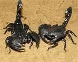 black scorpion