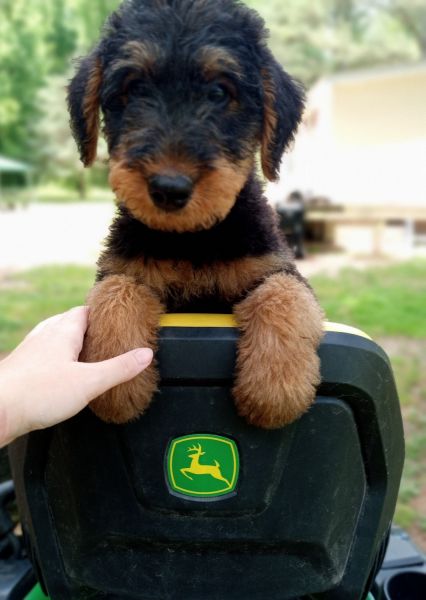 Airedale Terrier Puppies