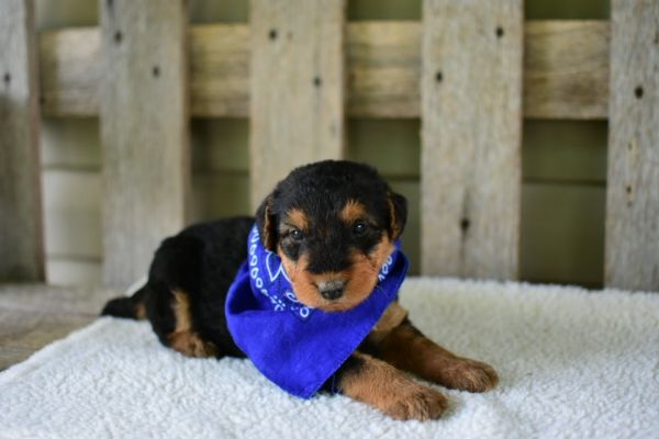 Airedale Terrier Puppies