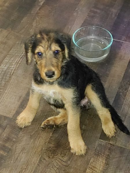Hello, I am selling very healthy and playful Airedale Terrier puppies.