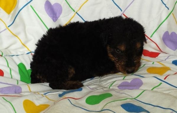 Caley: Akc Oorang Airedale Terrier Pup