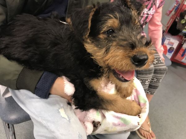 Airedale Puppies