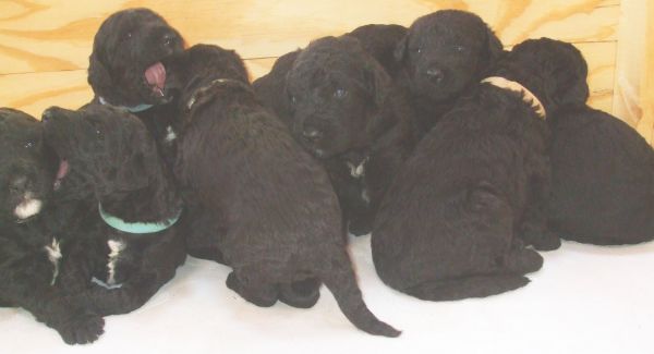 Airedoodles Airedale/Standard Poodle cross