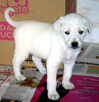 Akbash pups looking for new home