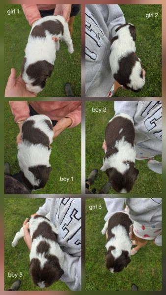 Emergency sell feel feee to contact me