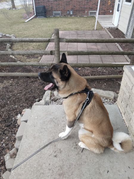 Akita for sale