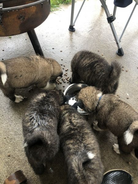4 Akita puppies available now