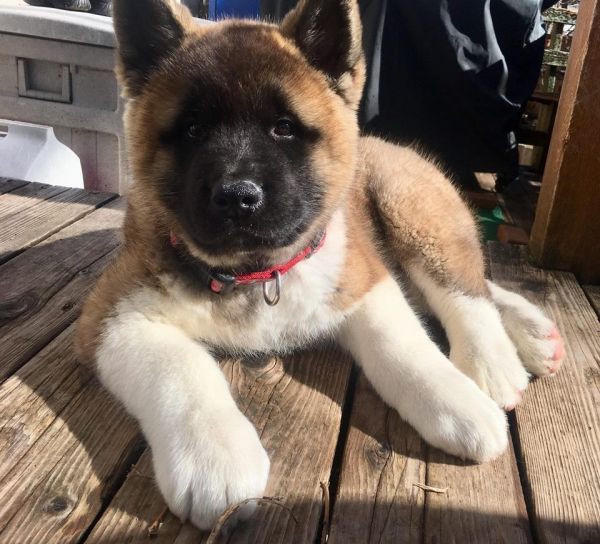 Akc Registered American Akita Puppies