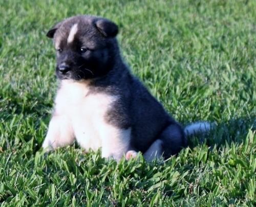 cute female akita pup waiting to get home