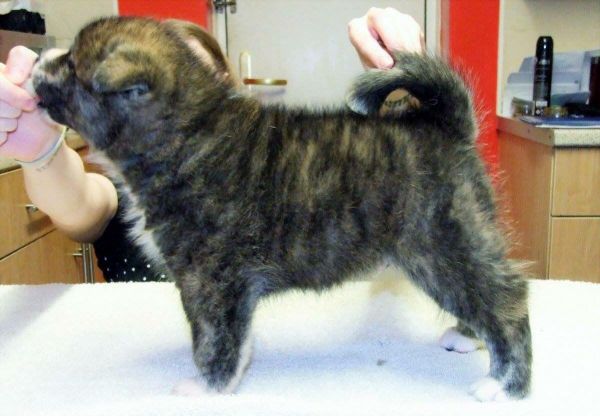 Brindle Japanese Akita Inu Puppies
