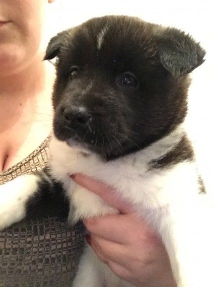 beautiful Akita Puppies