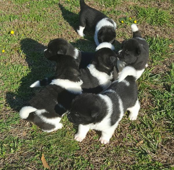 AKC Akita Puppies