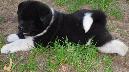 Champion Bloodline Akita puppies For Sale
