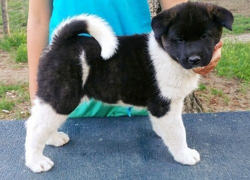 Champion Bloodline AKC Akita puppies For Sale